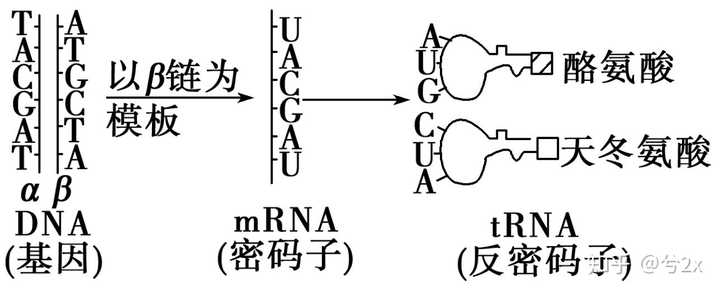 反密码与反密码子是不是一个东西啊啊啊啊啊啊?