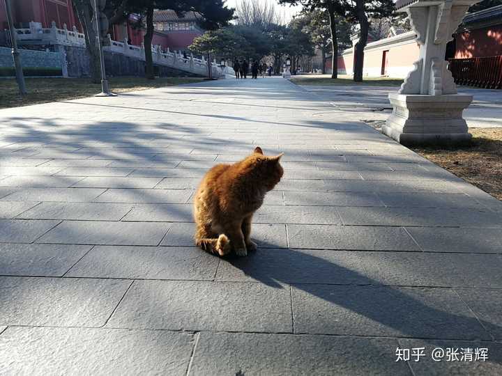 应该是橘猫吧 上次去故宫的时候碰见一只