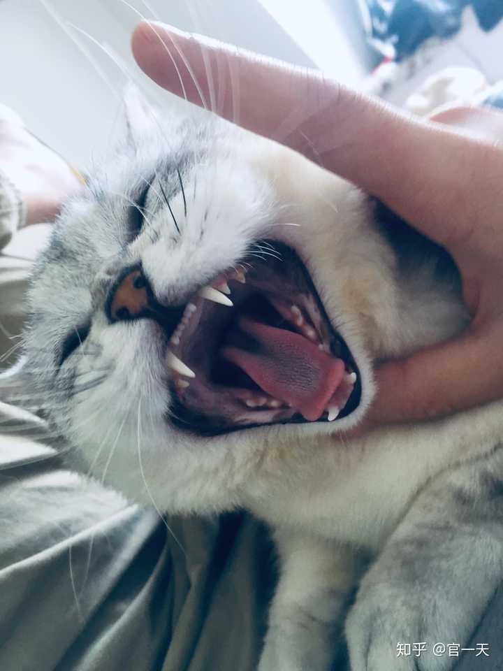 怎么发朋友圈说自己养猫了?