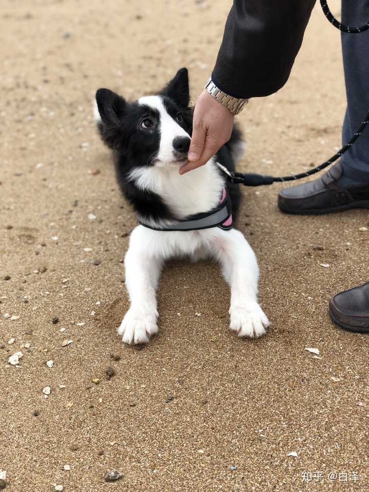 想养条狗,中意了柯基和边境牧羊犬,不知道该养哪个?