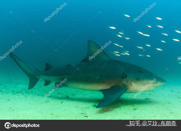 白真鲨 ( carcharhinus leucas ),也称牛鲨"bull shark",因体型粗壮