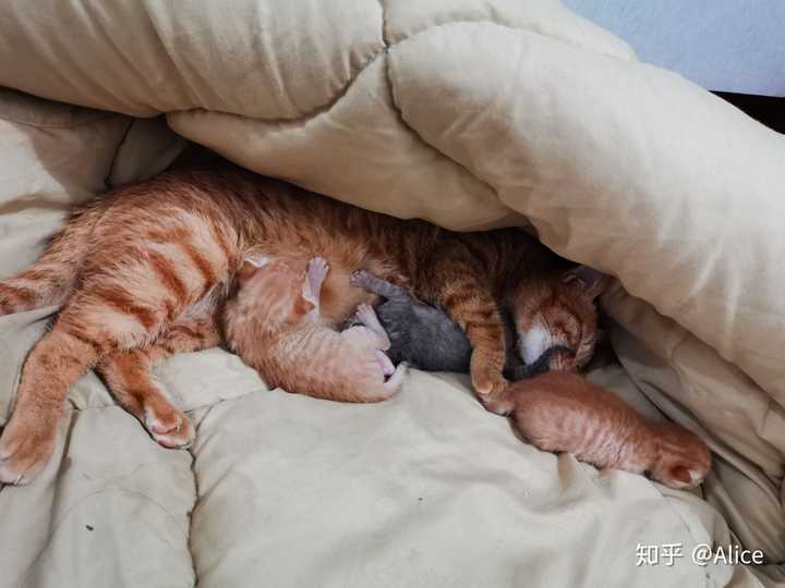 你家小动物有哪些「睡得真香」的睡姿?