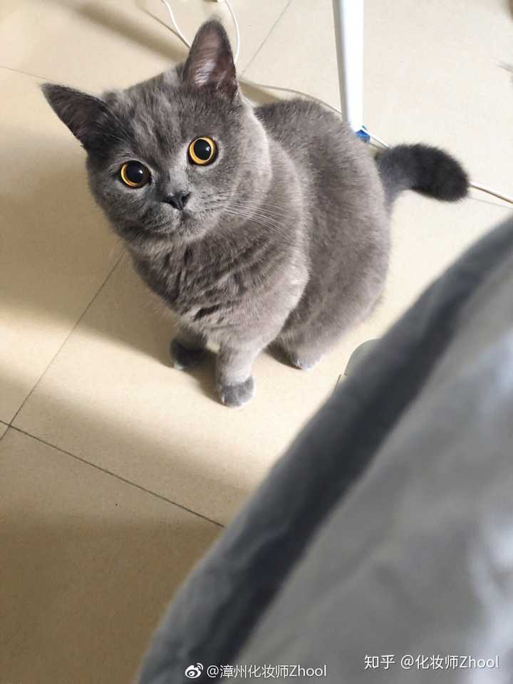 英短蓝猫脸超尖怎么破?
