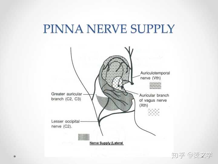 支配耳廓的主要神经(耳大神经,枕小神经,耳颞神经,迷走神经,舌咽神经
