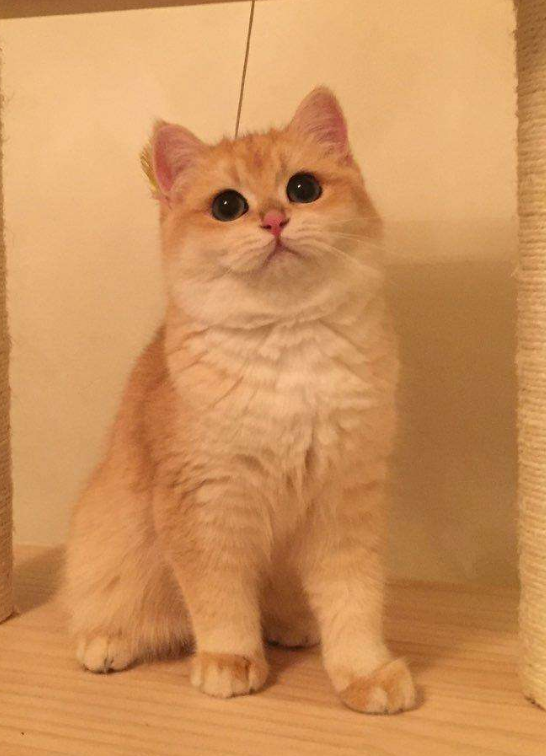 求如何鉴别金渐层和橘猫or其他黄猫?