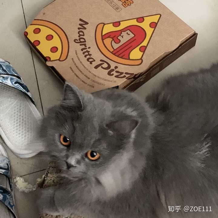 为啥我的两个月蓝猫毛这么长?