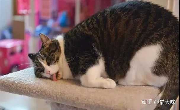 猫养多久才能下蛋?
