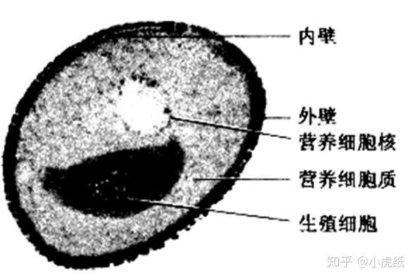 花粉是配子吧