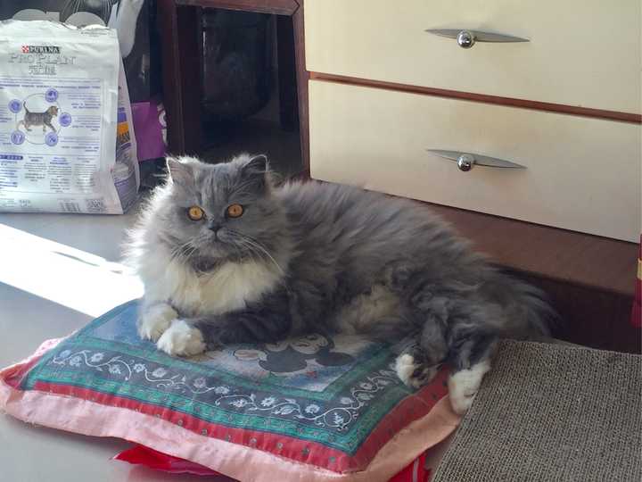 你见过最好看的蓝猫是什么样的?