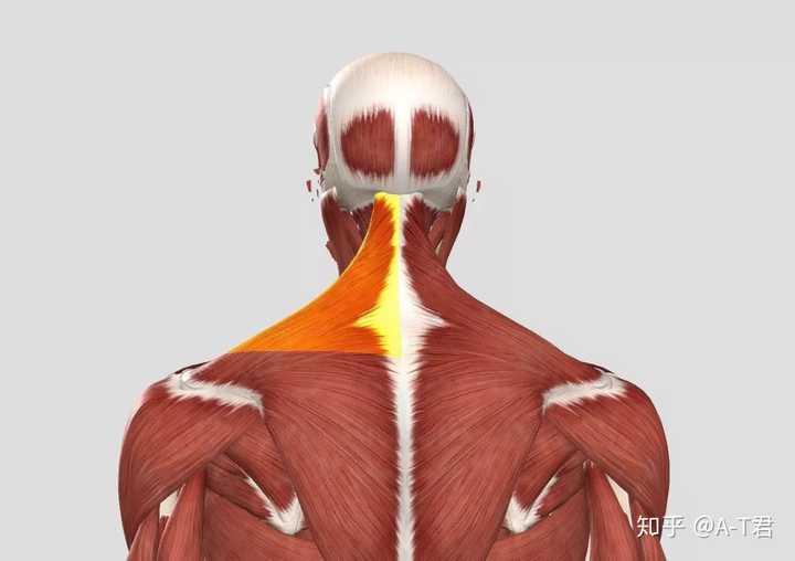斜方肌怎么算高我是不是有点