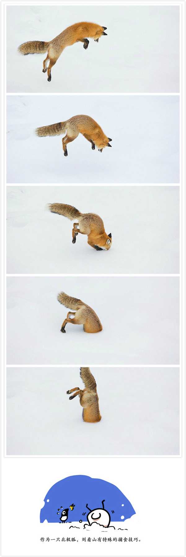 刘看山: 作为北极狐,冬季要有特殊的捕食技巧.