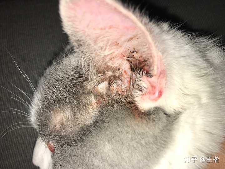 如何区分猫耳螨和耳垢?
