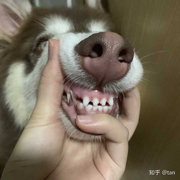 狗狗一生换几次牙?