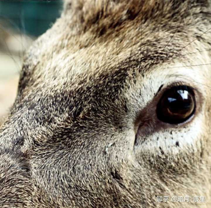 某种鹿,大眼睛亮晶晶