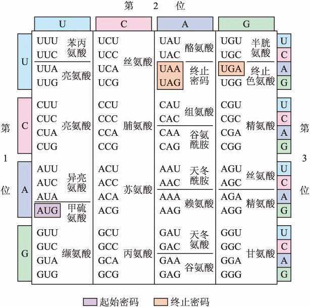 一方面来说 很多密码子对应一个氨基酸 比方说有6个密码子编辑的都是