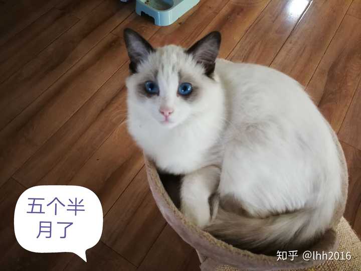 尴尬期无限长的后院布偶猫.