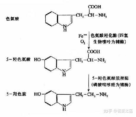 那么说了这么多,五羟色胺生产的多少和分泌的多少又与什么有关呢?