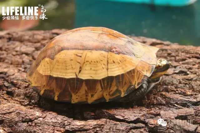 众所周知,黄额目前有三个亚种,分别是:黑腹,布氏,图画.