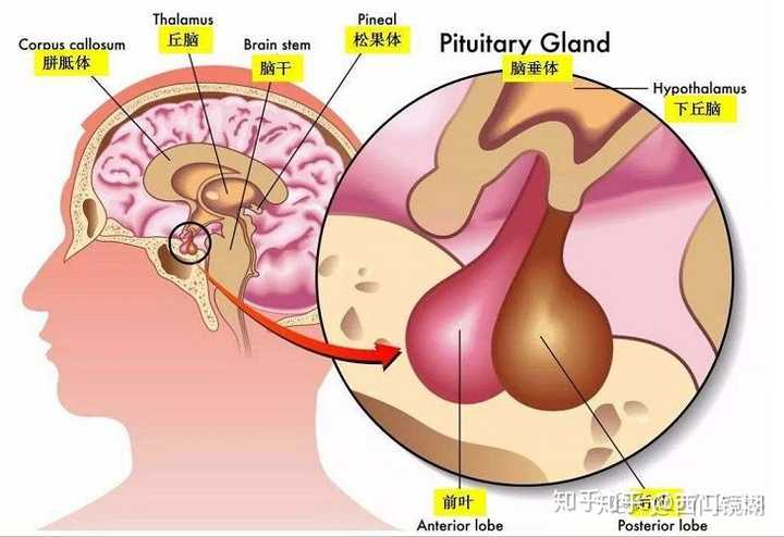 亦称安多芬或脑 内啡,是一种 内成性(脑下垂体分泌)的类吗啡生物化学