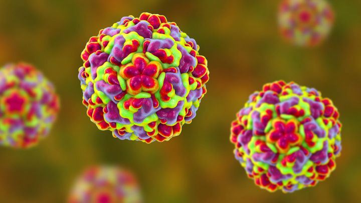 鼻病毒的三维结构图 图源:science news