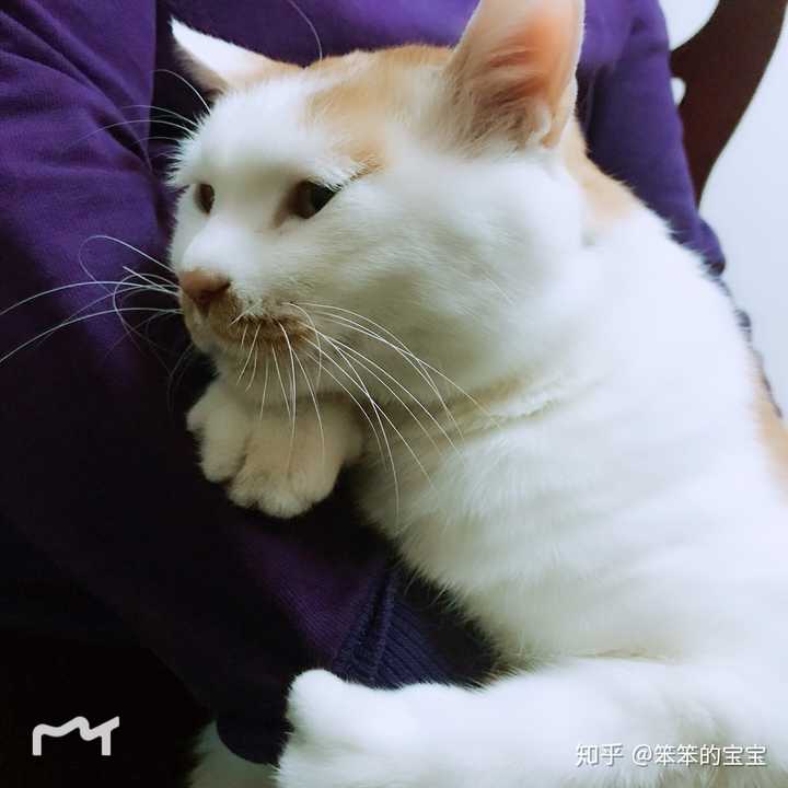 壁纸 动物 猫 猫咪 小猫 桌面 720_720