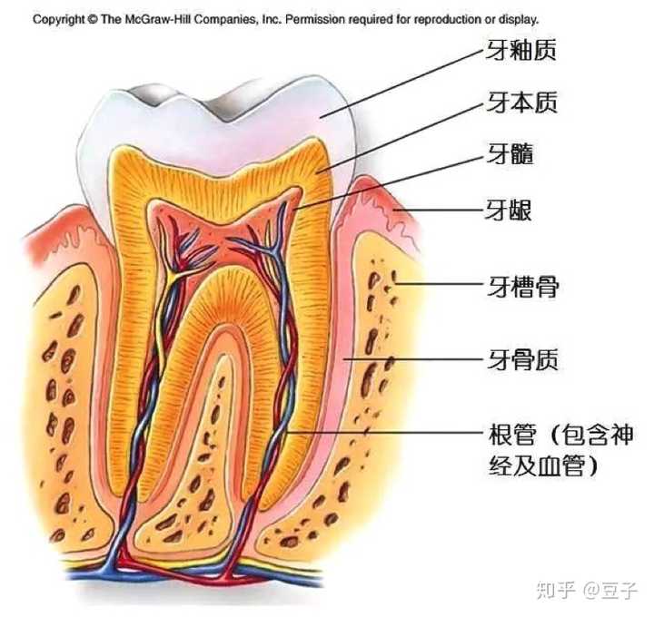 细分下,牙槽骨由骨松质,骨皮质和固有牙槽骨组成.