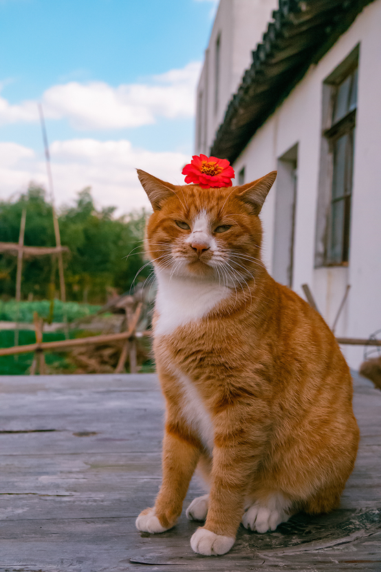 这些千姿百态的街头橘猫均出自知名街猫摄影师 喵呜不停之手.