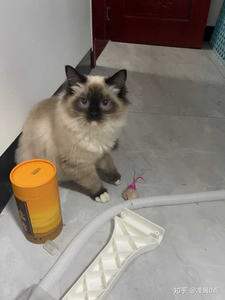 这是暹罗还是布偶?