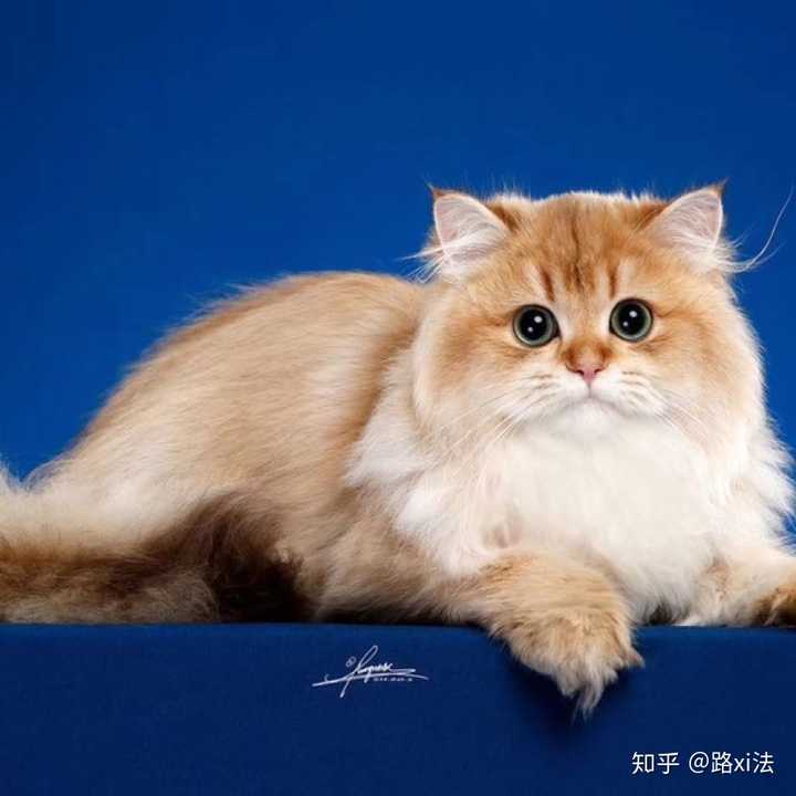 上周生了两窝 现在家里金渐层数量将近二十只 作为