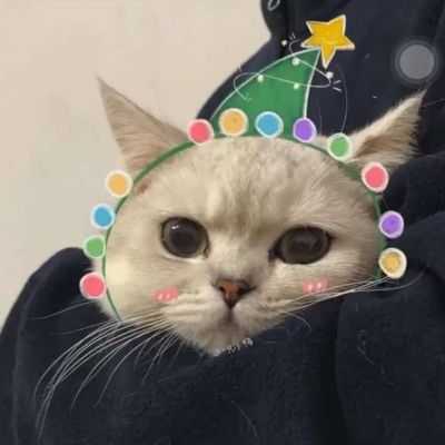 有没有圣诞节的猫咪头像啊?