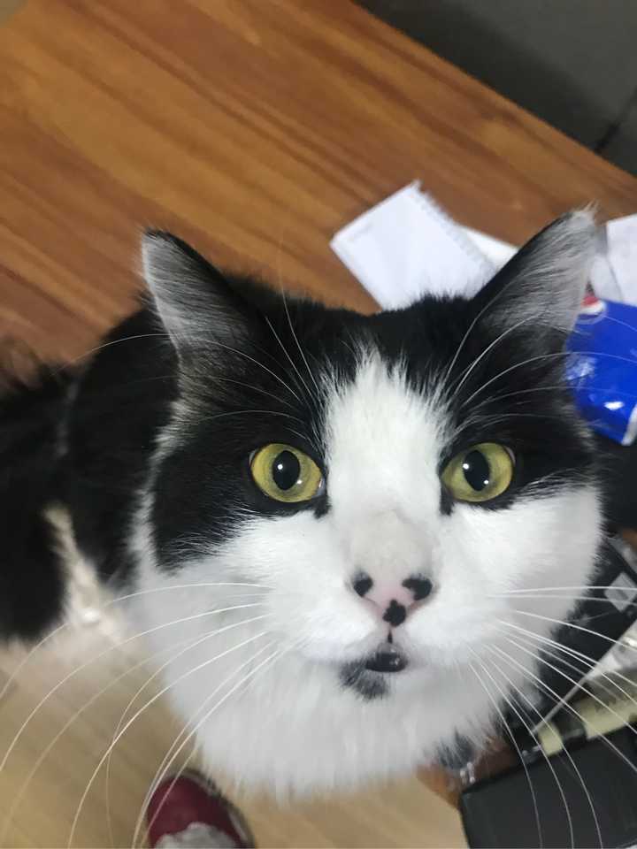 猫奴们可以用图片或者小视频展示一下吸猫的日常吗?