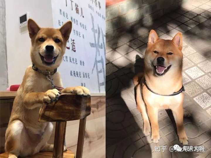 柴犬什么时候开始爆脸?