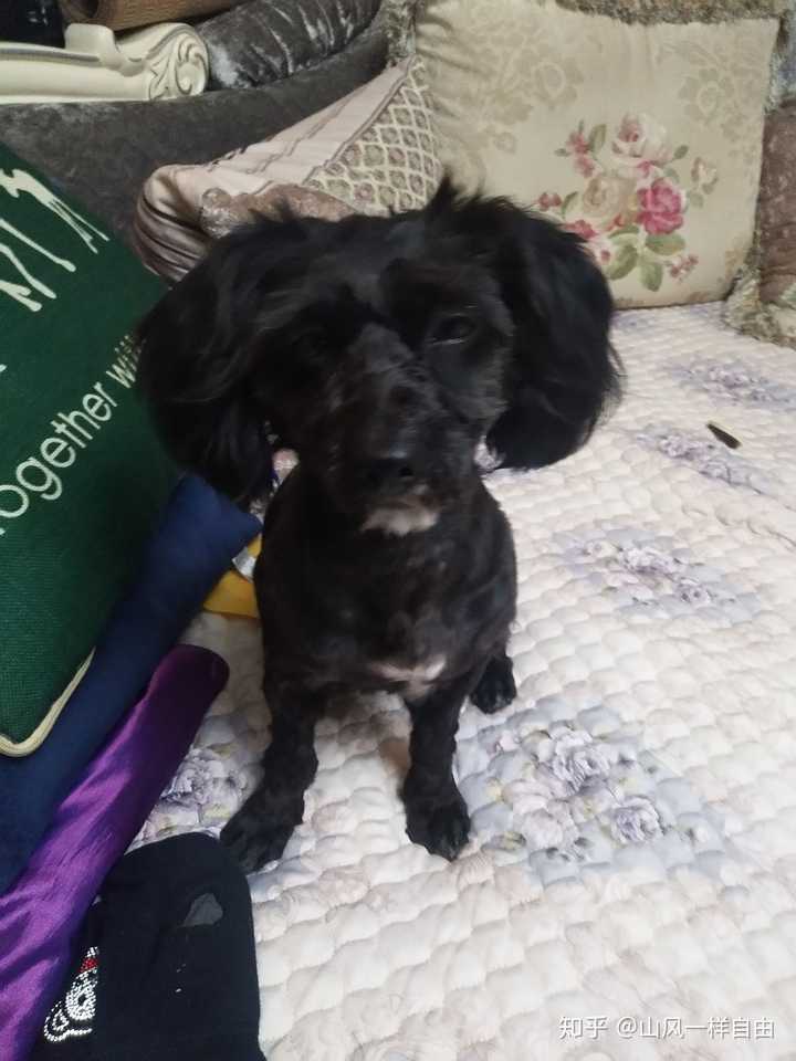 有养过葡萄牙水犬的吗?