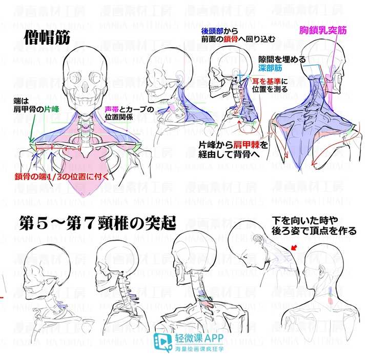 如何画好头颈肩的关系?
