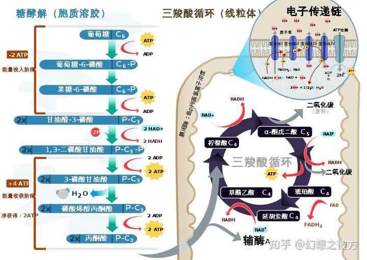 最后经过一连串的电子传递链