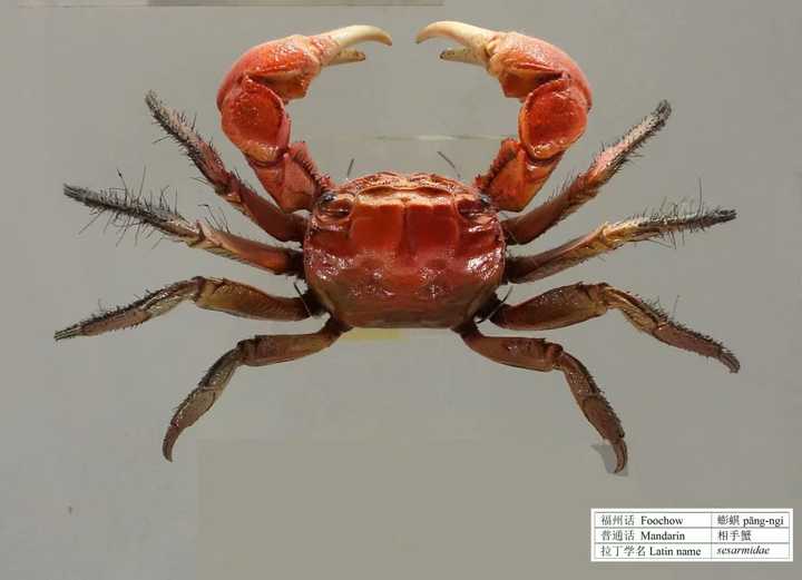 相手蟹(福州人称「蟛蜞」pāng-ngì,是一种非常非常小的螃蟹,比指甲