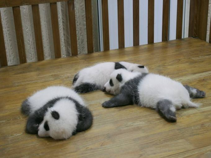壁纸 大熊猫 动物 680_510