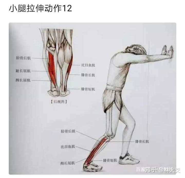 跟腱拉伸有助于跟腱变长吗?