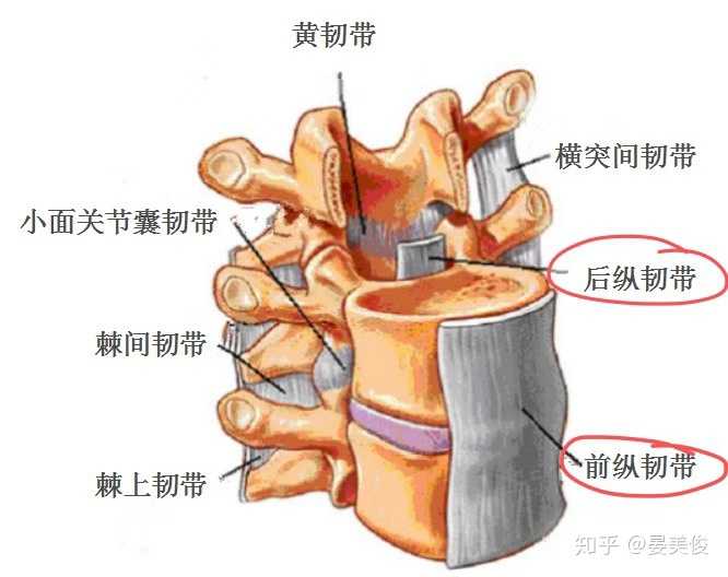 突出,其中一个主要的解剖结构因素是前纵韧带和后纵韧带
