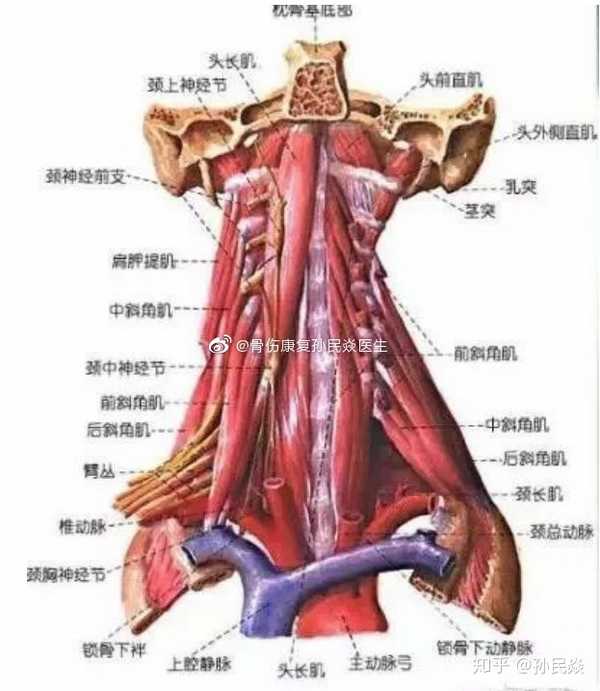 孙民焱 的想法: 头颈结构功能与常见病(6)星状神经节 星… - 知乎