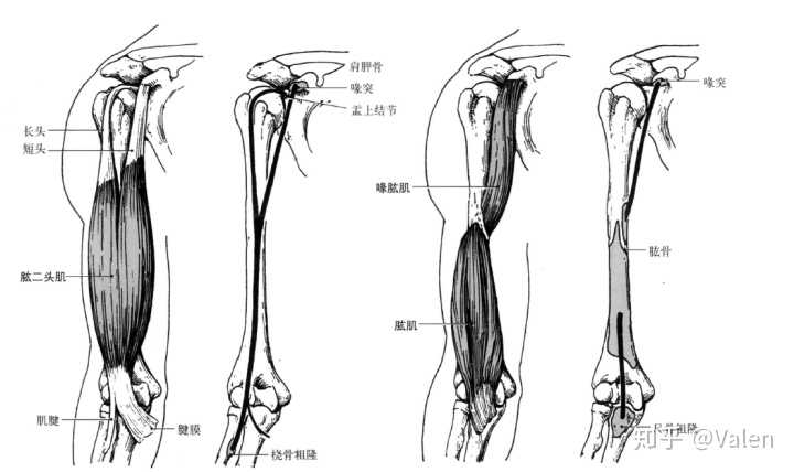 肌肉就不介绍了,你大致了解下位置,下面解释动作时候会提到 肱二头肌