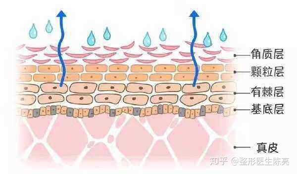 每个人因为肤质的关系,角质层的厚度也是有所不同的.