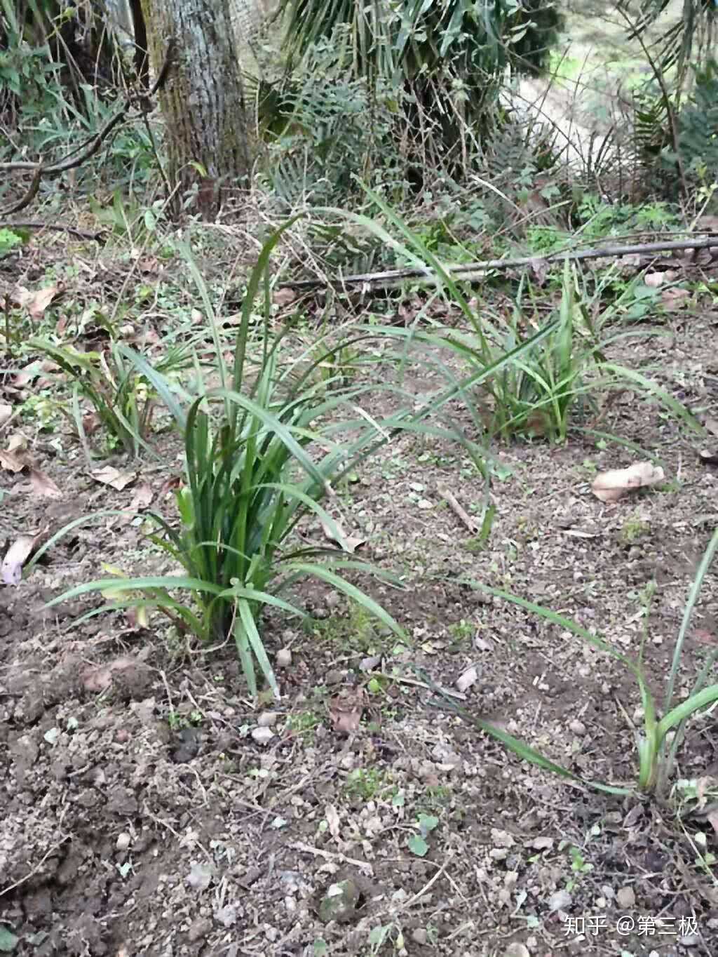 我酷爱兰花,我每次去山里挖的野生兰花回来种,可每次都死了