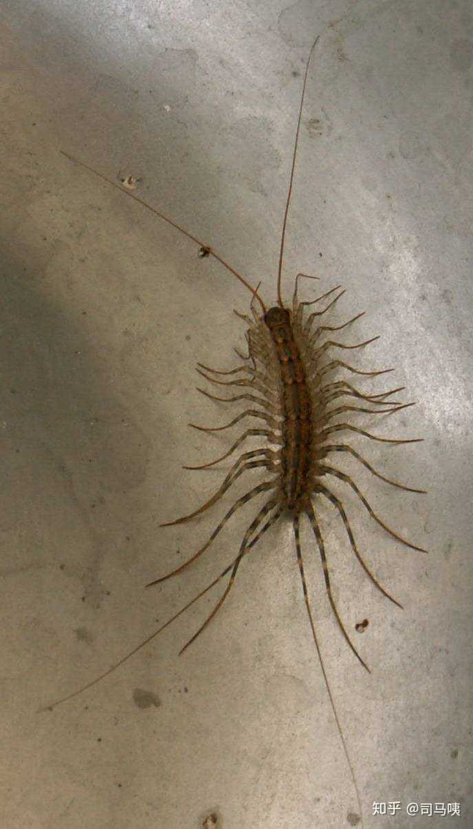 是一种室内比较常见的虫子,那么多脚看得人鸡皮疙瘩都起来了,我以前