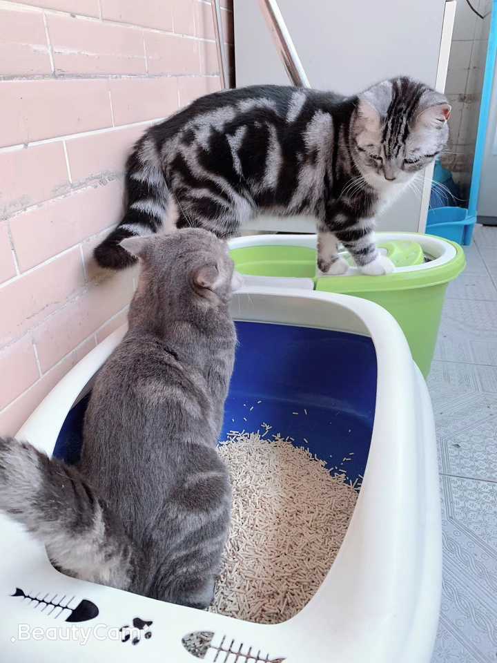 田园猫和美短猫配种会生出怎么样的宝宝?