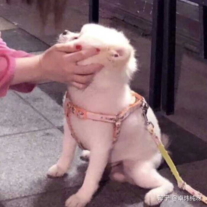 有哪些沙雕又可爱的情侣头像?