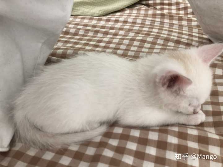 请问我这只猫咪是蓝眼还是蓝膜没退完?