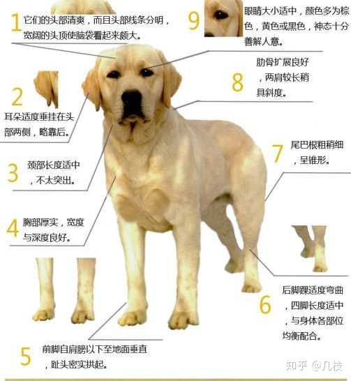 这种是拉布拉多犬吗?