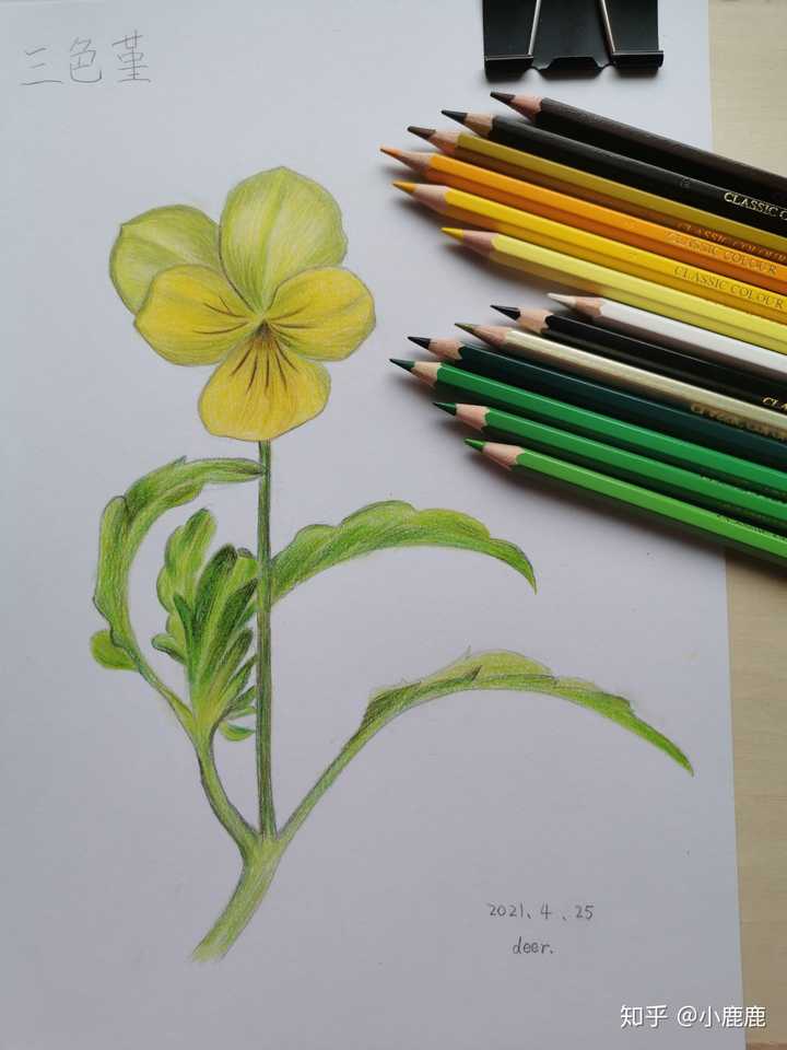 你见过哪些让你惊艳的植物彩铅画