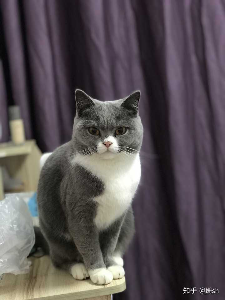 蓝猫和橘猫可以杂交吗,如果可以的话,有实际案例吗?